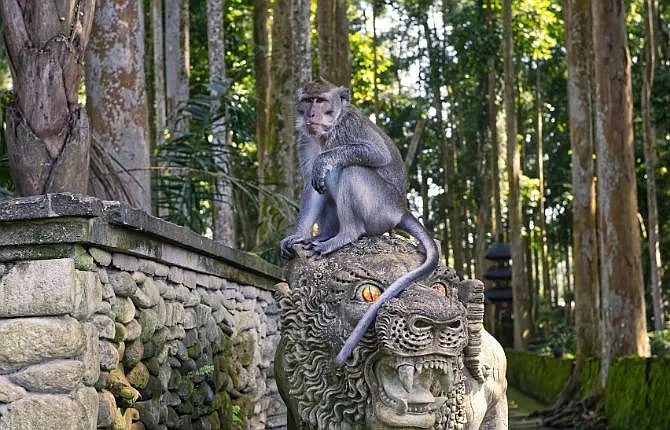 Sacred Monkey Forest Sanctuary in Ubud Bali